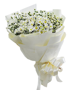  bó hoa cúc họa mi trắng đẹp và tinh tế