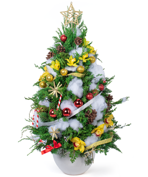 Hoa Giáng Sinh Little Christmas Tree Cây cảnh