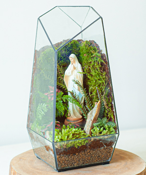 Mẫu cây mới Terrarium an lành Cây cảnh