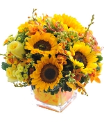 Đồng Dao Mùa Hè