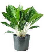 Bạch mã hoàng tử (VP)