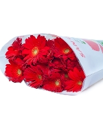 Đồng tiền đỏ nhí (20 cành)