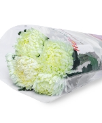 Cúc mẫu đơn xanh cốm ĐL (5 cành)