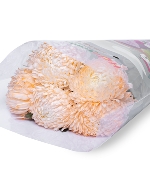 Cúc mẫu đơn cam  ĐL (5 cành)