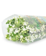 Hoa sao trắng (8-10 cành)