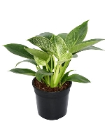 Trầu bà đế vương kim cương