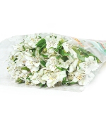 Thủy tiên trắng (10 cành)