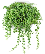 Chuỗi hạt ngọc (chậu lớn)