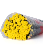 Cúc calimero vàng (10 cành)