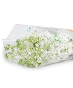 Phi yến kép trắng (10 cành)