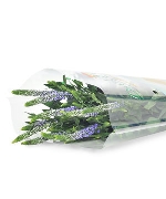 Đuôi phụng tím (10 cành)