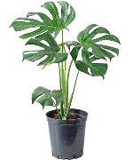 Monstera Deliciosa