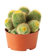 Xương rồng len bụi