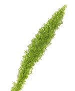 Đuôi chồn (10, B)