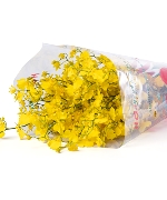 Lan Vũ Nữ Vàng (200g - Loại A)