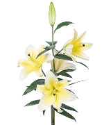 Lily vàng ù (5 cành)