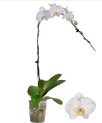 Chậu hồ điệp trắng