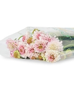 Scabiosa hồng nhạt (8-10 cành)