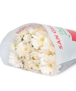 Đồng tiền trắng nhí (20 cành)