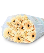 Đồng tiền kem vàng nhí (20 cành)