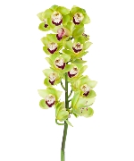 Địa lan xanh hải yến (B)