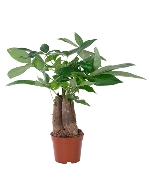 Cây kim ngân 3 củ