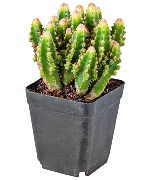 Xương rồng thanh sơn (nhỏ)