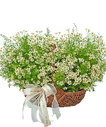 Giỏ cúc tana mini 2