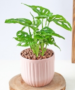 Trầu bà lá lỗ mochi