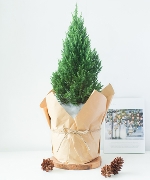 Thông noel size M mẫu 12