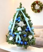 Thông Nordmann 60cm 03