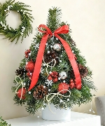 Thông Nordmann 40cm 04