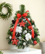 Thông Nordmann 40cm 03