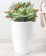 Vạn lộc mix ngọc ngân 1