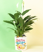 Cha Tôi Là Người Hùng