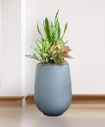 Lưỡi hổ CPS mix