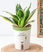 Chậu tự tưới Lưỡi Hổ (S)