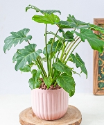 Trầu bà chân vịt mochi