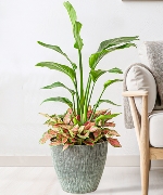 Chuối thiên điểu văn phòng