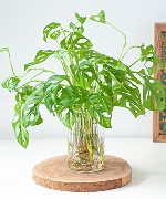 Trầu bà lỗ thủy sinh