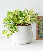 Trầu bà cẩm thạch VP