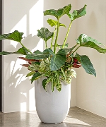 Vạn Lộc Song Hành