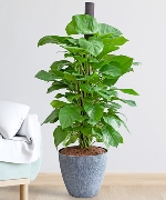 Trầu bà cột nội thất