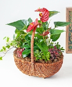 Giỏ cay xanh mix 02