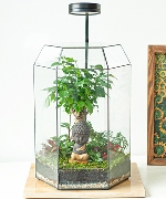 Terrarium peaceful