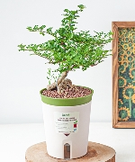 Chậu tự tưới Cần Thăng (M)