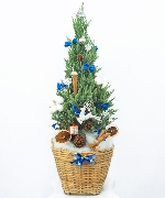 Thông noel size M mẫu 10