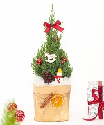 Thông noel size S mẫu 11