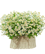 Giỏ cúc tana mini