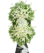 Kệ tang lan thái trắng 1